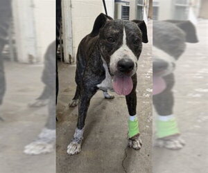 Mutt Dogs for adoption in San Bernardino, CA, USA