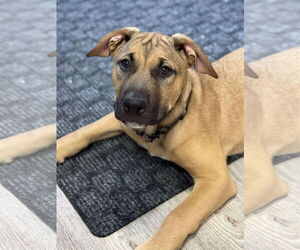 Mastiff-Unknown Mix Dogs for adoption in Oro Medonte, Ontario, Canada