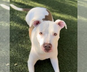 American Pit Bull Terrier-Unknown Mix Dogs for adoption in Dallas, TX, USA