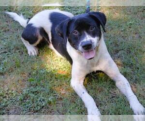 Beagle-Border Collie Mix Dogs for adoption in Tallahassee, FL, USA