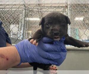 Mutt Dogs for adoption in HESPERIA, CA, USA