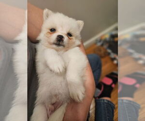 Pomimo Dogs for adoption in Princeton, MN, USA