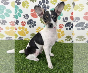 Chihuahua-Unknown Mix Dogs for adoption in Corona, CA, USA