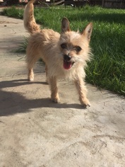 Medium Photo #1 Cairn Terrier-Unknown Mix Puppy For Sale in VACAVILLE, CA, USA