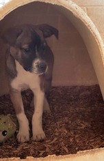 Boxador Dogs for adoption in Baileyton, AL, USA