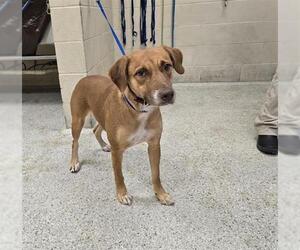 Labrador Retriever-Unknown Mix Dogs for adoption in Conroe, TX, USA