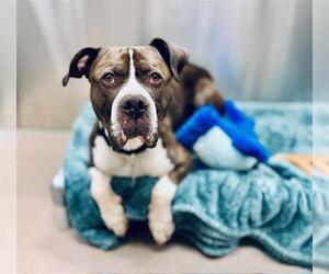 American Bulldog-Unknown Mix Dogs for adoption in Denver, CO, USA