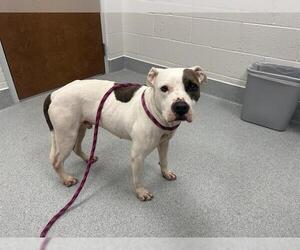 American Pit Bull Terrier-Unknown Mix Dogs for adoption in Ocala, FL, USA