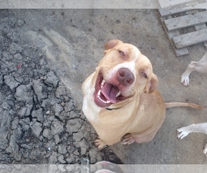 American Pit Bull Terrier Dogs for adoption in Alvarado, TX, USA