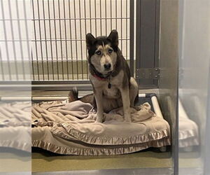 Siberian Husky Dogs for adoption in Rancho Cucamonga, CA, USA