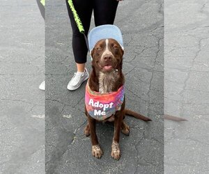 Small Labrador Retriever Mix