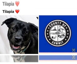 American Pit Bull Terrier-Labrador Retriever Mix Dogs for adoption in Akron, OH, USA