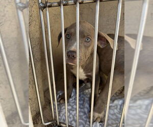 Mutt Dogs for adoption in Oklahoma City, OK, USA