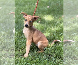 Mutt Dogs for adoption in Yardley, PA, USA