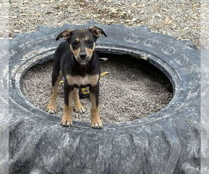 Boxer-Unknown Mix Dogs for adoption in MIDWAY, UT, USA