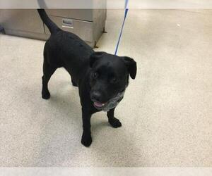 Labrador Retriever-Unknown Mix Dogs for adoption in Riverside, CA, USA
