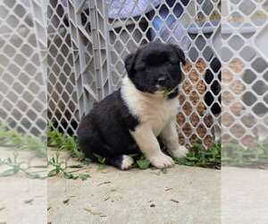 Siberian Husky-Unknown Mix Dogs for adoption in Bellingham, WA, USA