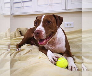 Boxer-Unknown Mix Dogs for adoption in Sanford, FL, USA