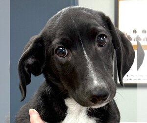 Dachshund Dogs for adoption in Mount Airy, NC, USA