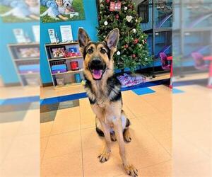 German Shepherd Dog Dogs for adoption in Belleville, IL, USA