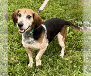 Beagle Dogs for adoption in Batavia, OH, USA