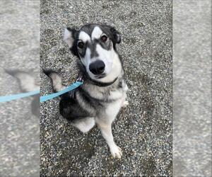 Siberian Husky-Unknown Mix Dogs for adoption in Fairbanks, AK, USA