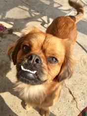 Pekingese Dogs for adoption in Mission viejo, CA, USA