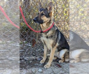 German Shepherd Dog Dogs for adoption in Lacombe, LA, USA