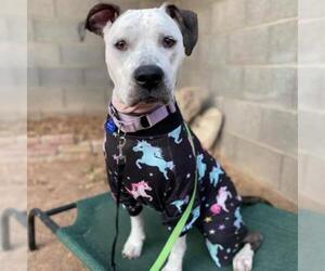 American Staffordshire Terrier Dogs for adoption in Tempe, AZ, USA