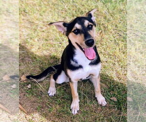 Australian Shepherd-Unknown Mix Dogs for adoption in Bryant, AR, USA