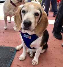 Beagle Dogs for adoption in San Bernardino , CA, USA