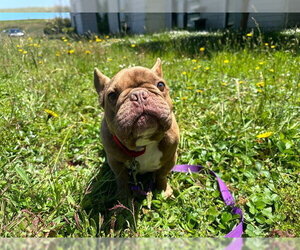 Medium Photo #1 French Bulldog Puppy For Sale in McKinleyville, CA, USA