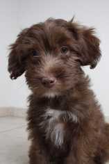 Aussiedoodle Miniature  Dogs for adoption in Eden Prairie, MN, USA