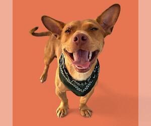 Chihuahua Dogs for adoption in Bakersfield, CA, USA