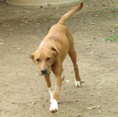 Small Redbone Coonhound Mix