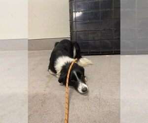 Medium Photo #1 Border Collie Puppy For Sale in Modesto, CA, USA