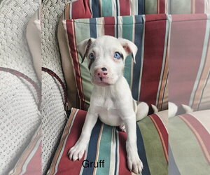 Great Pyredane Dogs for adoption in Rockaway, NJ, USA