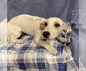 Chihuahua Dogs for adoption in Modesto, CA, USA