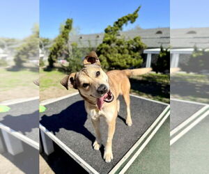 Mutt Dogs for adoption in Seal Beach, CA, USA