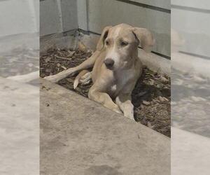 Mutt Dogs for adoption in San Antonio, TX, USA