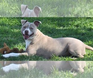 American Pit Bull Terrier Dogs for adoption in Visalia, CA, USA