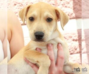 Labrador Retriever-Unknown Mix Dogs for adoption in Washington, DC, USA