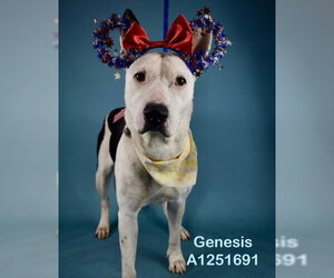 Mutt Dogs for adoption in Bakersfield, CA, USA