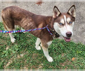 Siberian Husky Dogs for adoption in Evansville, IN, USA