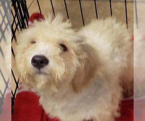 Bichon Frise Dogs for adoption in Oakland Park, FL, USA