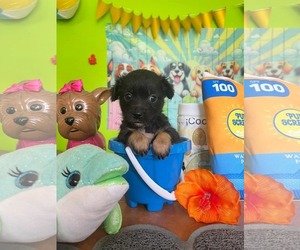 Chihuahua-Unknown Mix Dogs for adoption in Virginia Beach, VA, USA