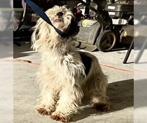 Shih Tzu Dogs for adoption in Houston, TX, USA