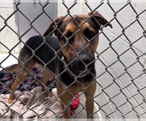 German Shepherd Dog-Unknown Mix Dogs for adoption in Olathe, KS, USA