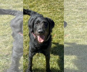 Labradoodle Dogs for adoption in Diamondville, WY, USA