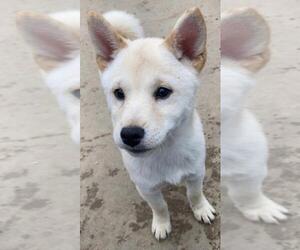 Shiba Inu Dogs for adoption in Kansas City, MO, USA